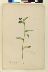 Page 151. Commelina cyanae